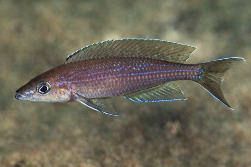 Paracyprichromis brieni 'Mabilibili Bay'